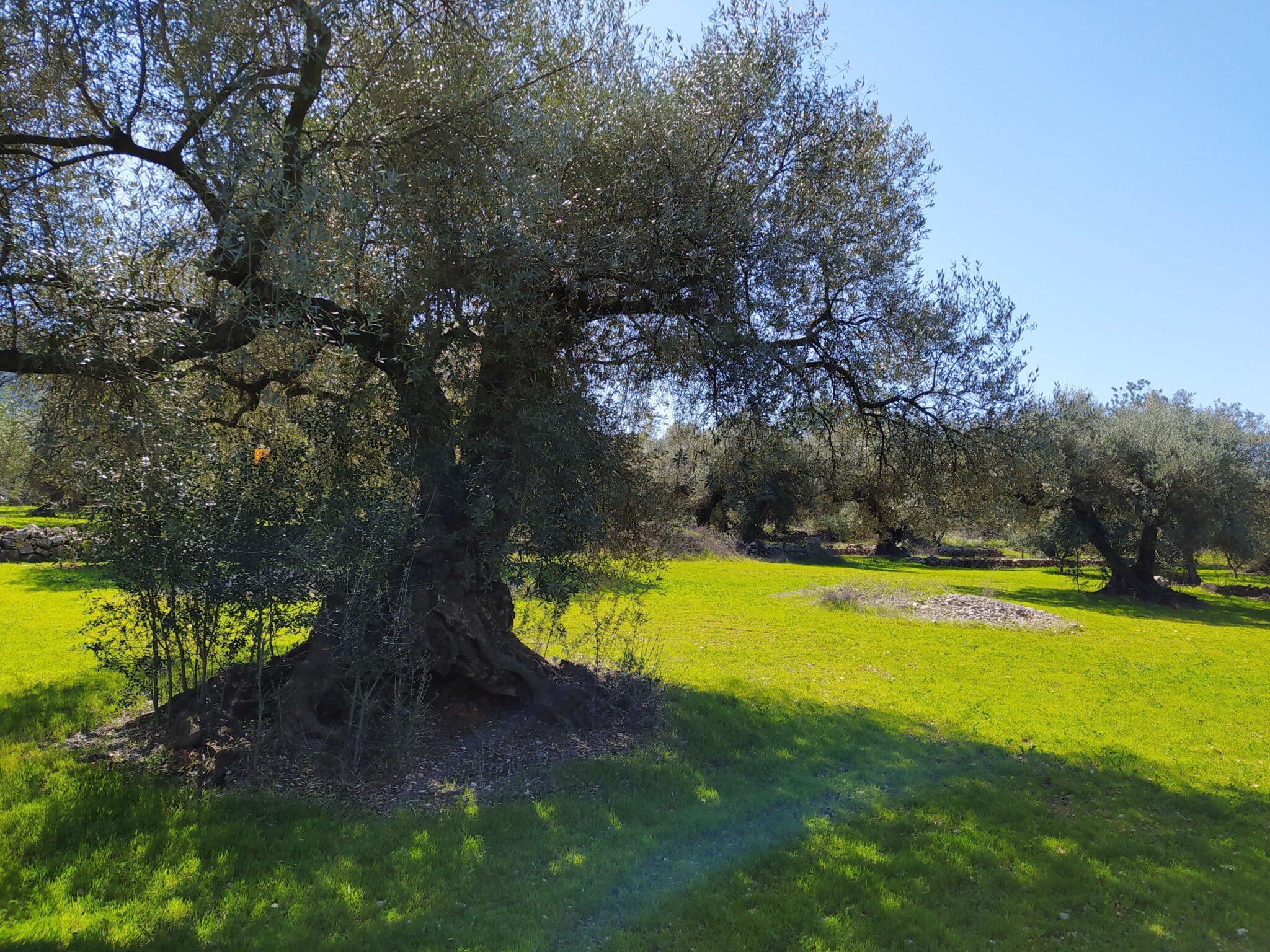 Oliveres Monumentals Per A La Biodiversitat GEPEC EdC