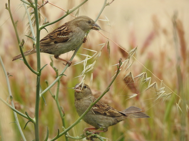 Característiques Català Occientaloriental