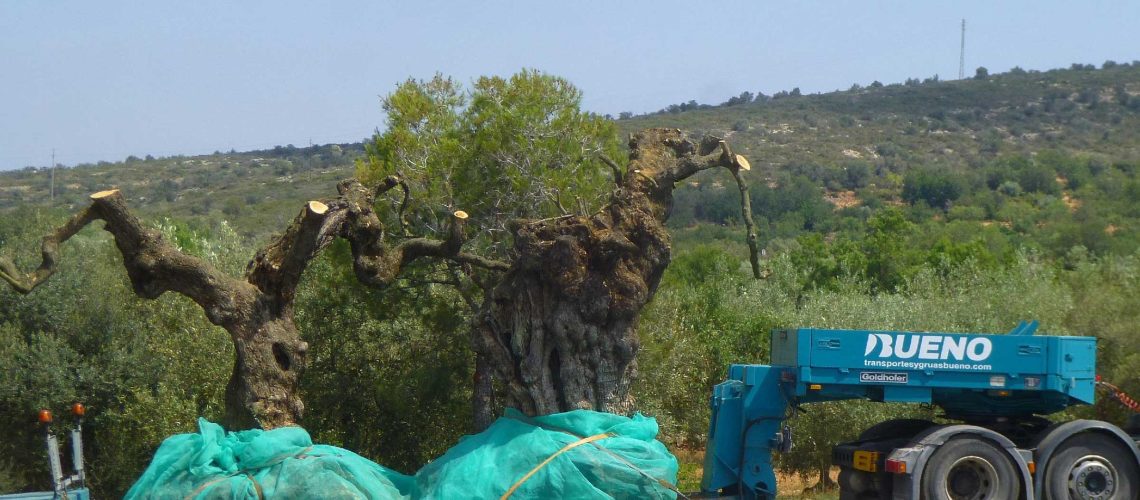 Dos exemplars d'olivera monumental sent transportats. Font: Salvem lo Montsià
