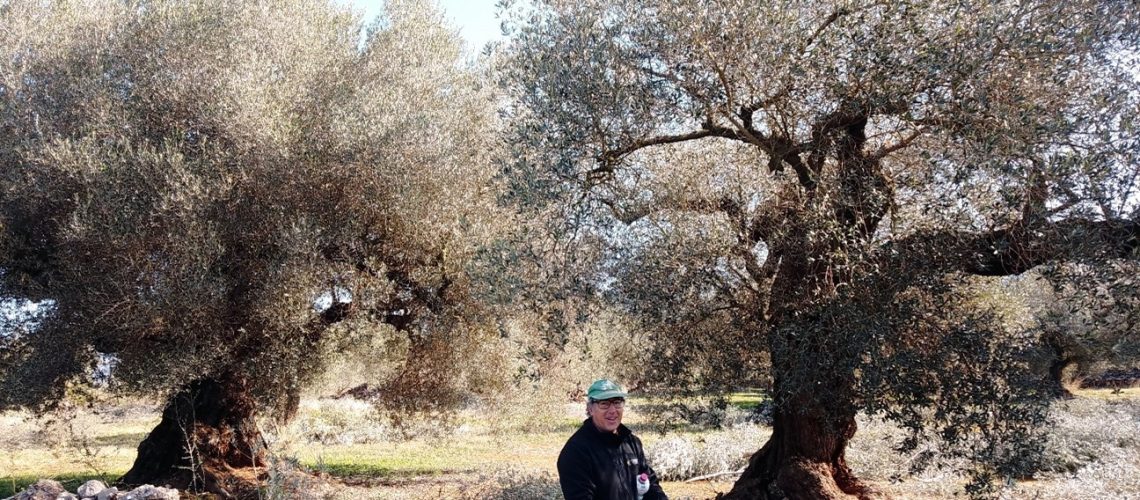 Oliveres GEPEC 2