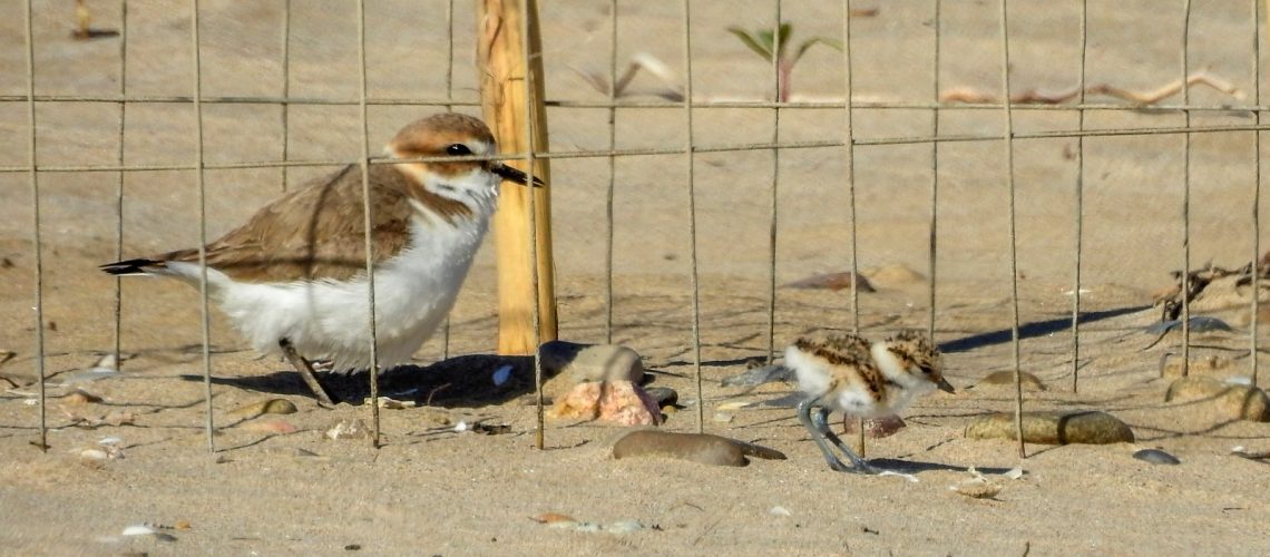 Corriol amb la seva cria - Xavi Pedro