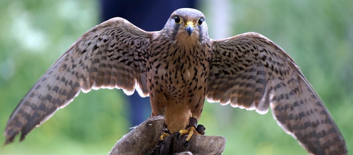falconry-1357153_1280