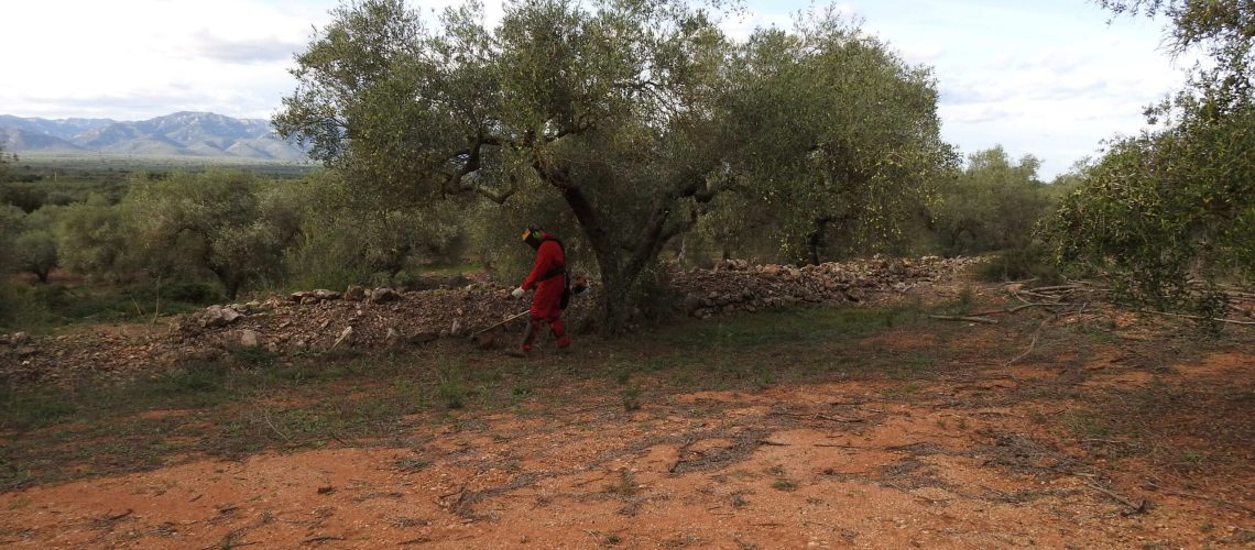 finca dolors serra (25)