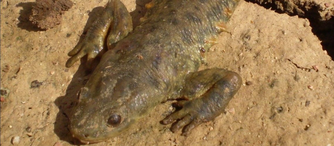 ofegabous